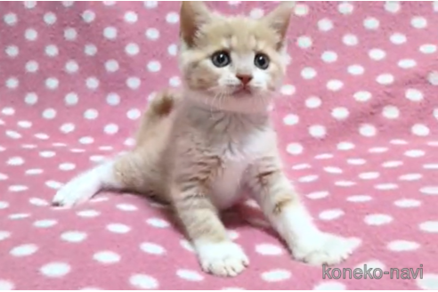 成約済の愛知県のマンチカン-97785の4枚目